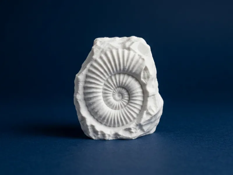 Realistic Ammonite Fossil Decor 3D Model