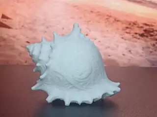 Seashell Collection