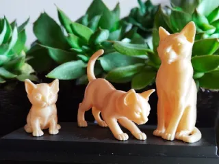 Cat+Time cr