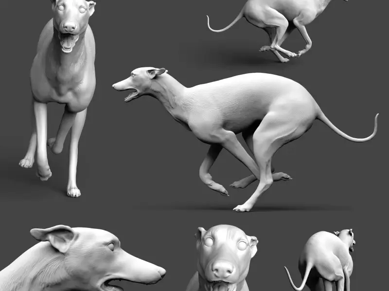 Miles (Whippet) Running Pose