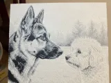 Portret Duitse herder-0