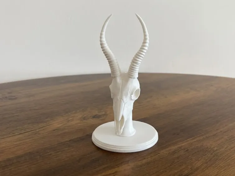 Gazelle Skull with Horns on Stand - Model