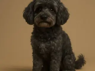 "Zues" Poodle mix Dog pose statue