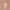 Christmas Gnome with Gingerbread – Festive Figurine