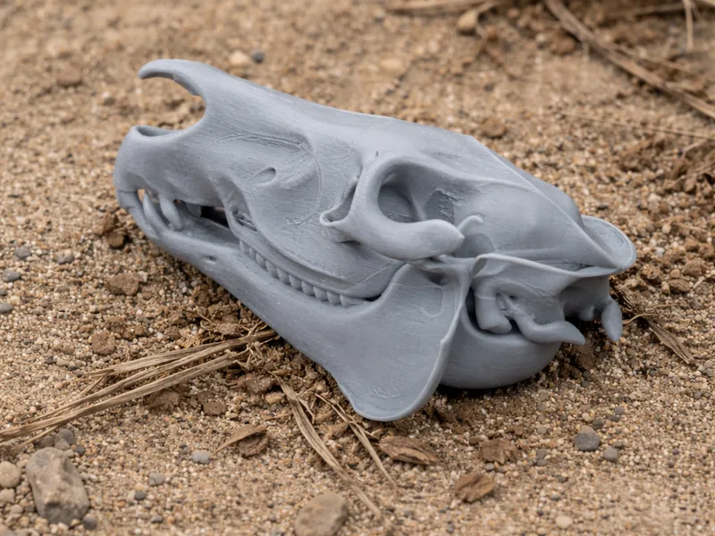 Grevy's Zebra Skull