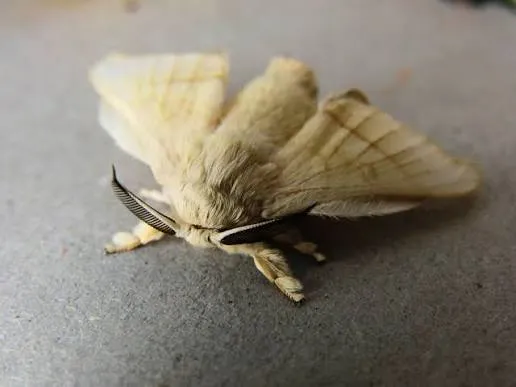 Domestic Silk Moth