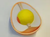 Egg structure-0