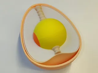 Egg structure