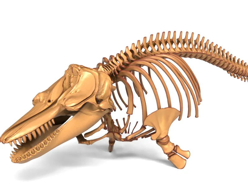 Juvenile_Male_Orca_Skeleton – Realistic Detailed Marine Mamm