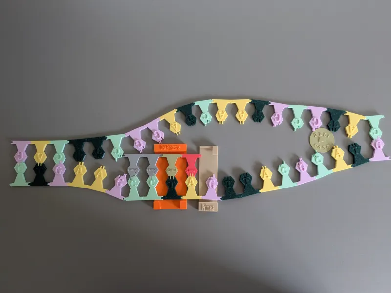 🧬 Interactive DNA Replication Model – Educational STEM Kit