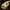 Mountain Brushtail Possum Skull