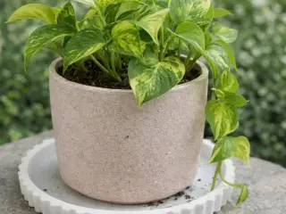 Round Plant Pot Saucer with Wavy Edge