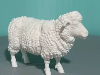 Sheep | Lamb