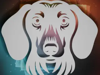 Dachshund