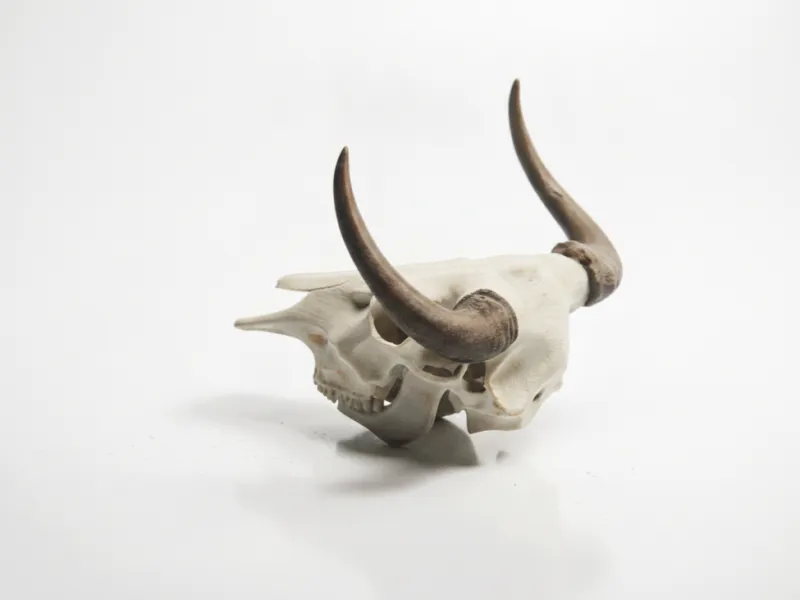Escultura de Fantasia de Caveira de Minotauro Imprimível em 3D
