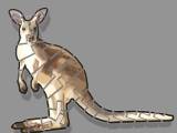 kangaroo flexi-0