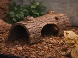 Lizard log-0