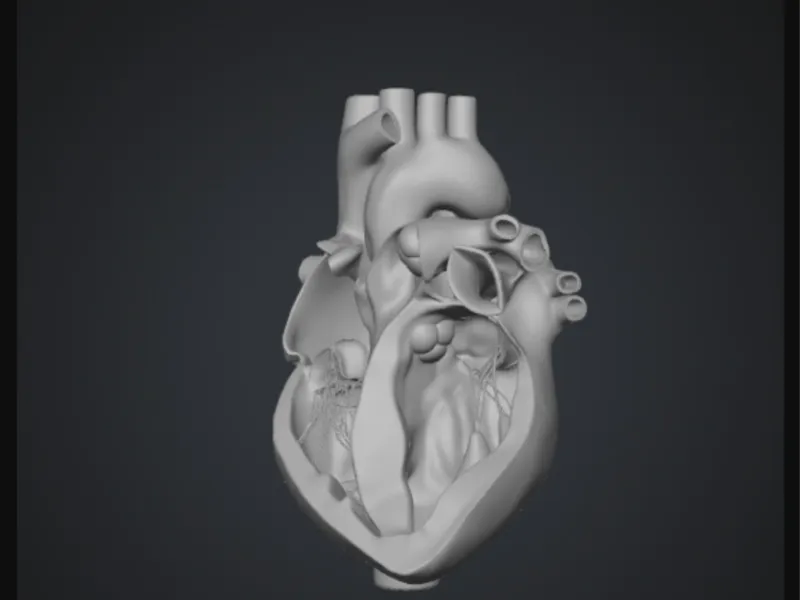 Human  heart