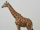 Giraffe - simple and easy to print-0