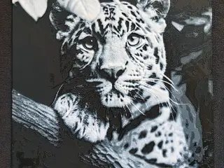 Jaguar II.