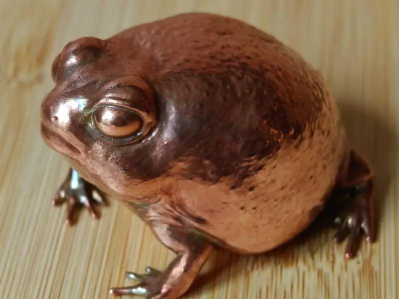 Desert Rain Frog