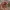 Brave Mushroom Knight Companion – Noah0x03