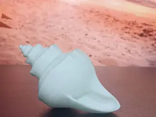 Seashell Collection