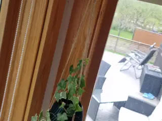 Corner hook for hanging plants