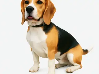 Beagle