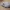 جمجمة الأسترالوبيثكس