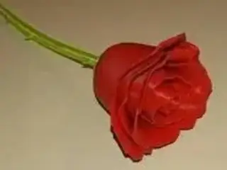 Repaired Rose