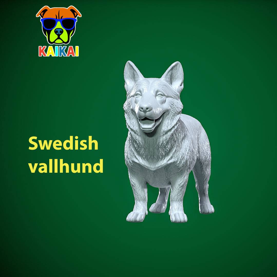 Tailless Swedish Vallhund Dog model - 3D print