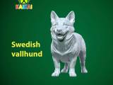Tailless Swedish Vallhund Dog model - 3D print-0
