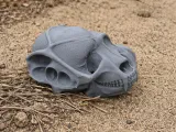Bat-eared Fox Skull-0