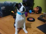 Chien-0
