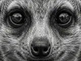 HueForge - Meerkat-0