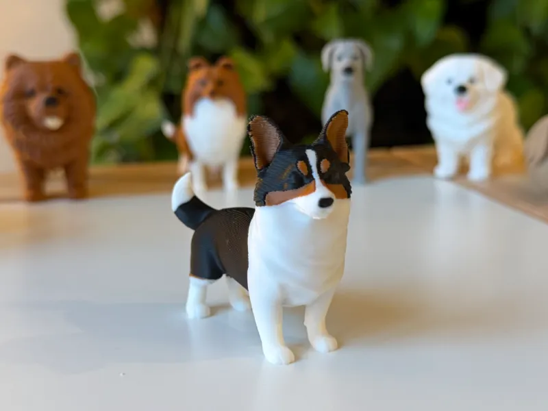 Corgi gallois de Pembroke