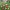 Forest Leaves – Maple, Oak & Beech