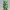 Clash of Clans COC The Baby Dragon