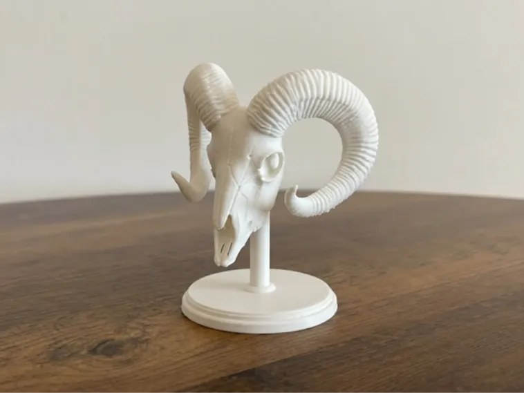 Mouflon Skull with Horns on Stand - Model