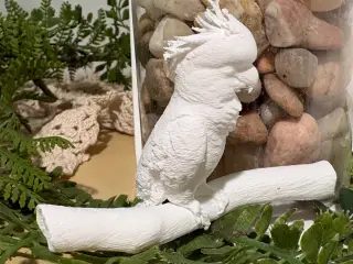 Cockatoo