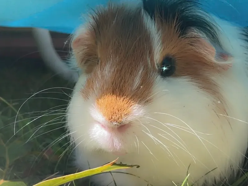 Guinea pig, pet, cute!
