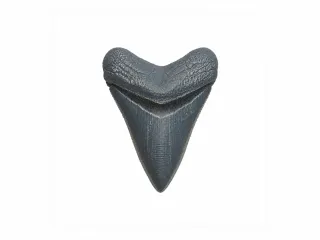 Megalodon Tooth | Fossil Replica