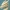BUSTO DRAGON - HORSE FOR CHESS