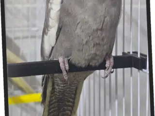 Bird Stand