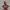 busto do deadpool 10 cm