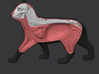 Black and white cat anatomical model