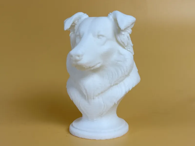 Busto di Pastore Australiano