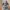 Tiny Dragon Treasure Chest