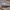 Wallcreeper Bird